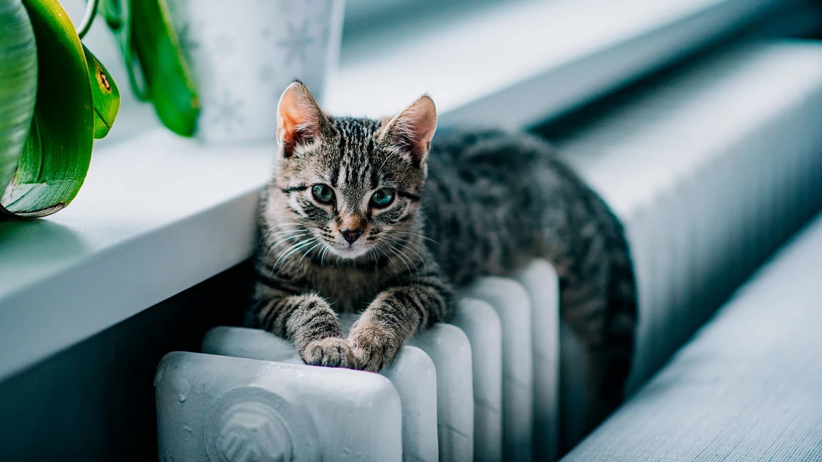 Gråmelleret kat på en lun radiator